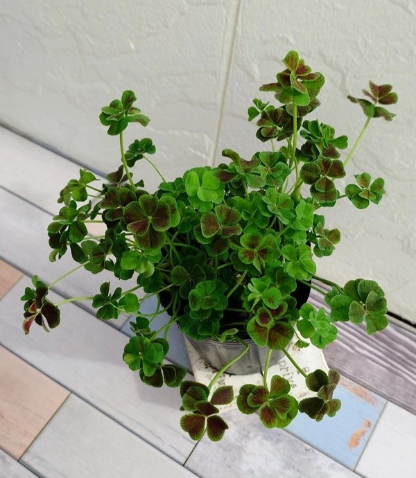 エンジェルクローバー　グロリアス