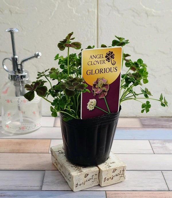 エンジェルクローバー　グロリアス