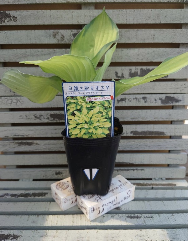 ホスタ　ゴールドスタンダード