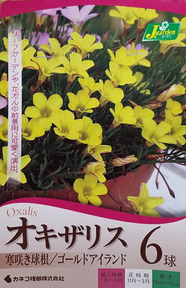オキザリス　ゴールドアイランド