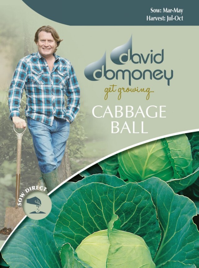 CABBAGE BALL Golden Acre/Primo