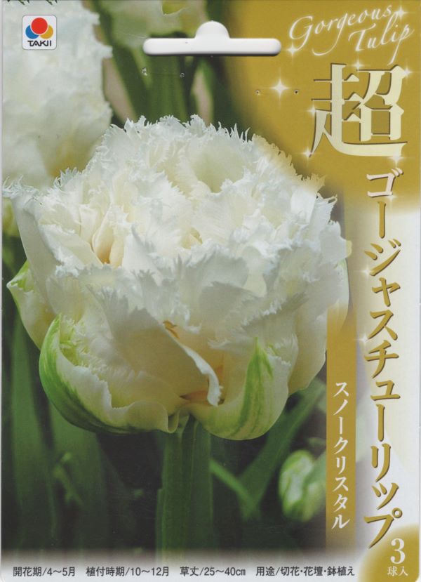 超ゴージャスチューリップ スノークリスタル