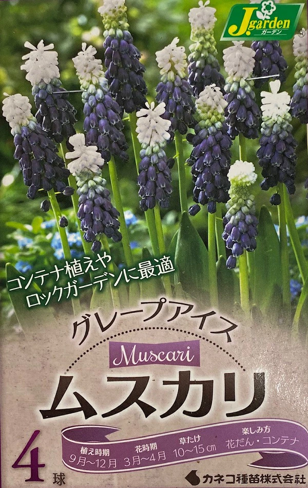 ムスカリ　グレープアイス