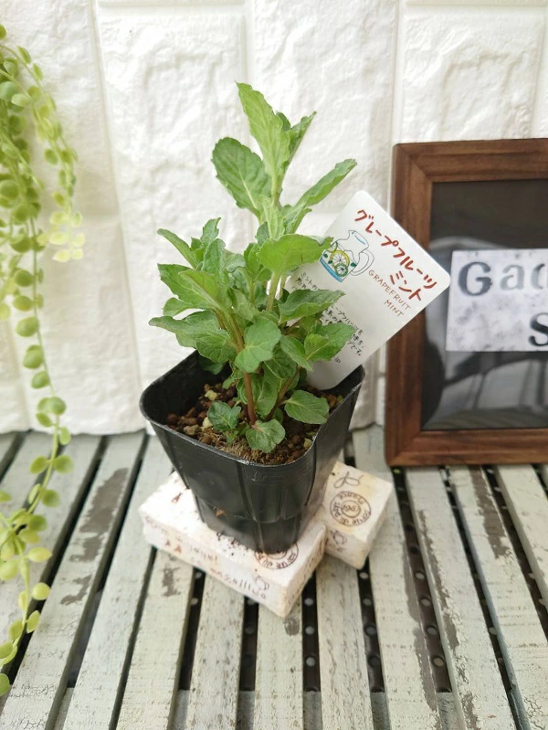 グレープフルーツミント