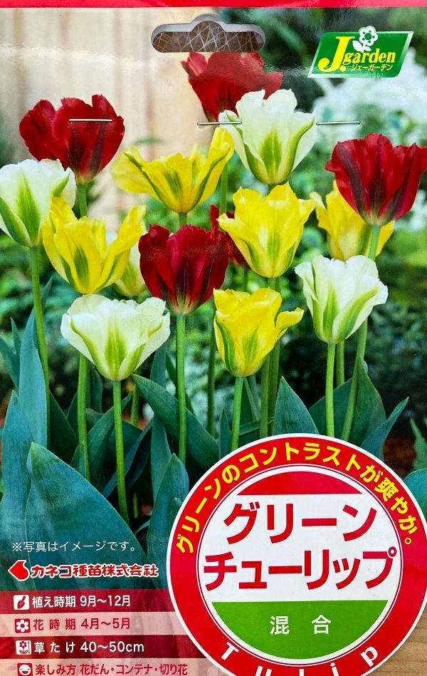 グリーンチューリップ 混合