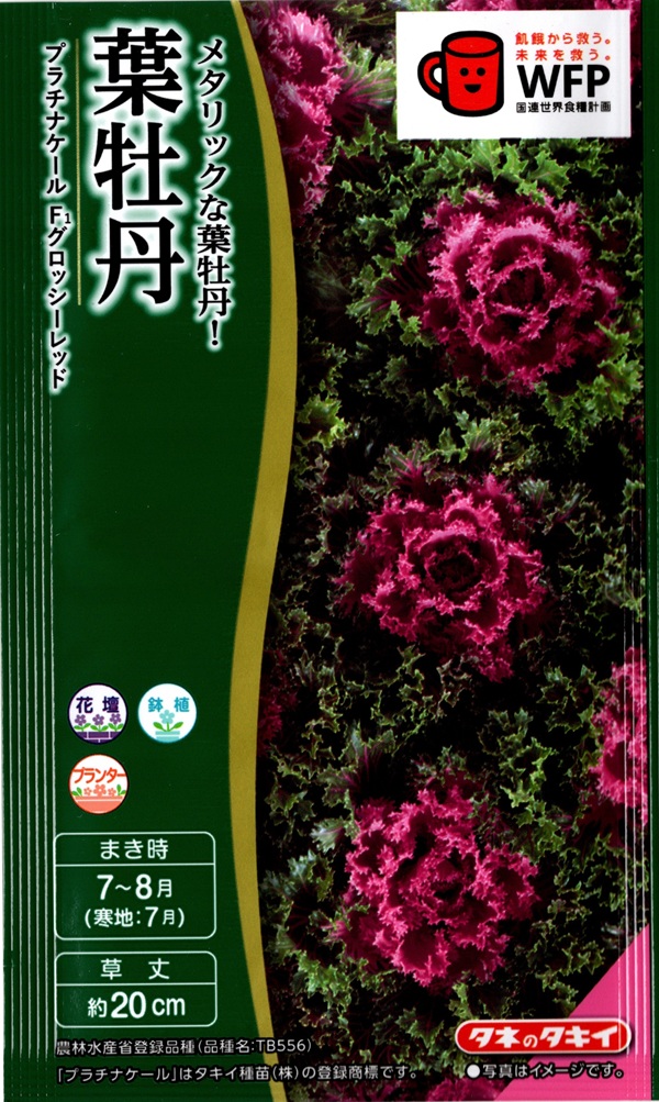 葉牡丹グロッシーレッド