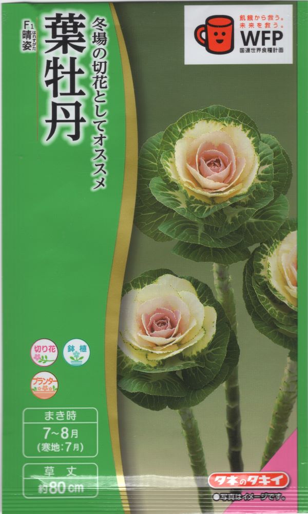 葉牡丹晴姿