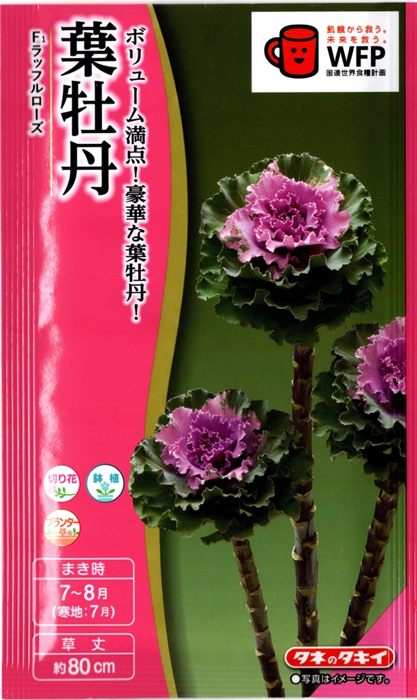 葉牡丹ラッフルローズ