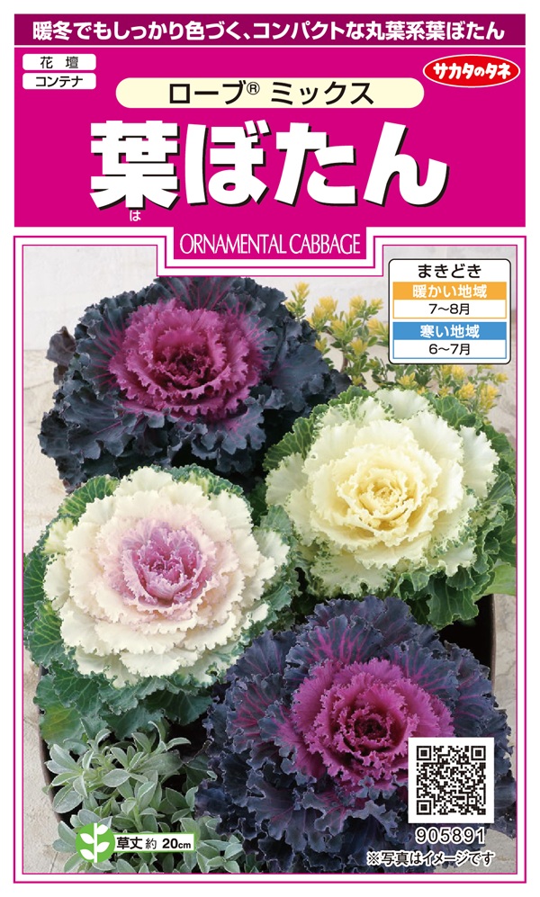 葉ぼたんローブミックス