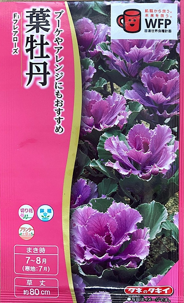 葉牡丹 フレアローズ