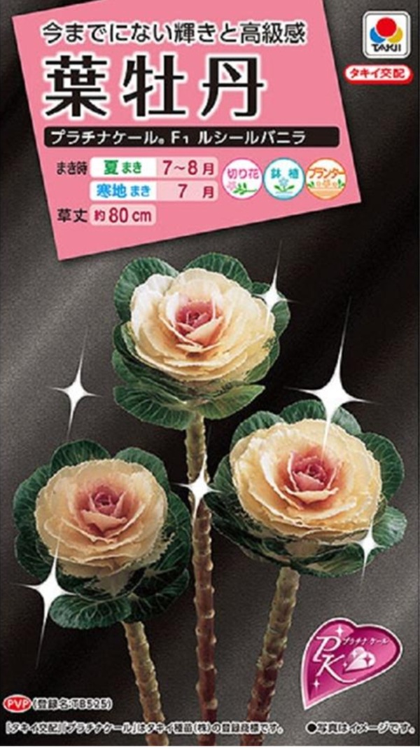 葉牡丹 プラチナケール ルシールバニラ