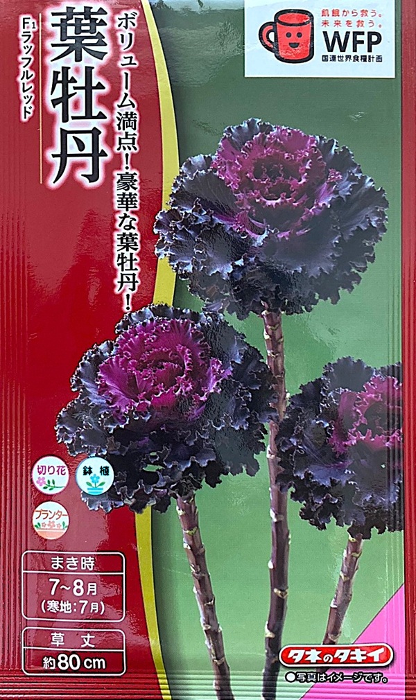 葉牡丹 ラッフルレッド