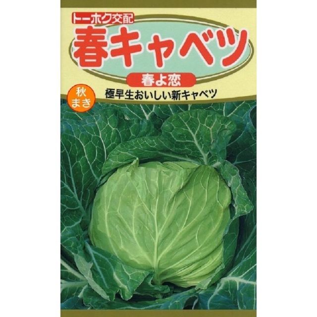 春キャベツ春よ恋