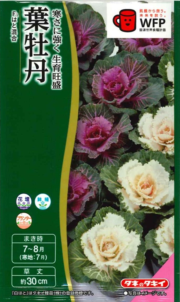 葉牡丹　はと混合