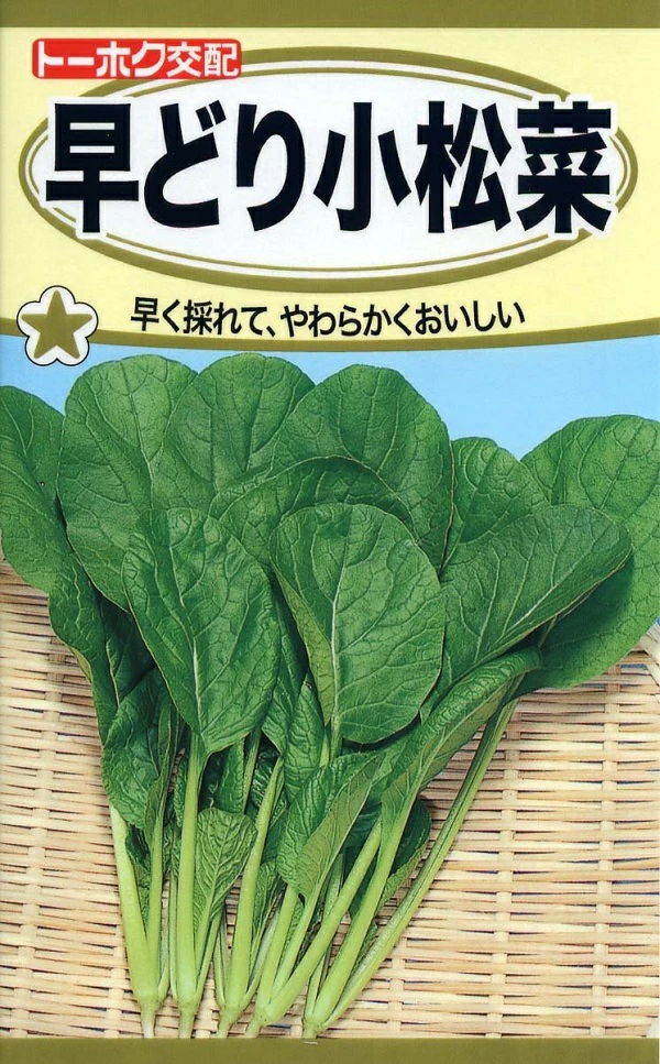 早どり小松菜