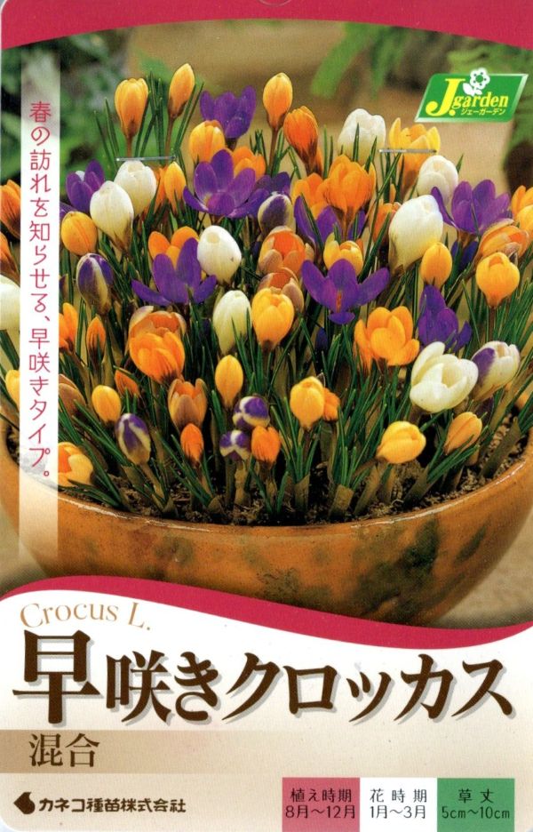 早咲きクロッカス混合
