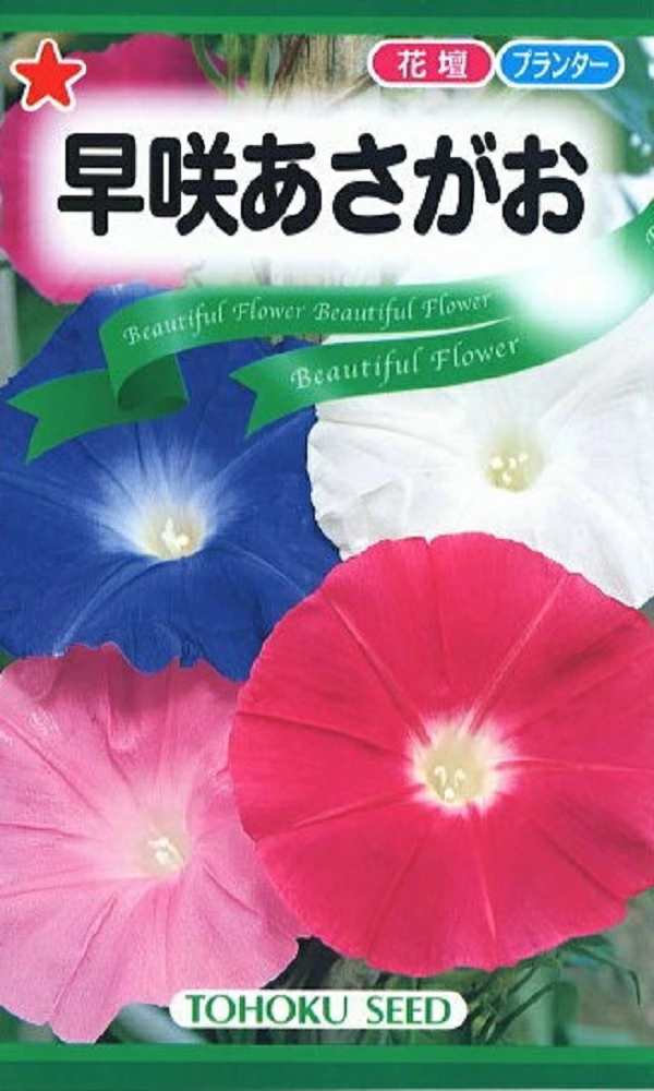 あさがおページ Nog220201: 昔ながらの朝顔 あさがお 種 morning glory 瑞々