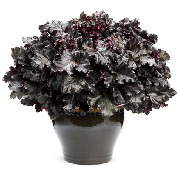 ブラックジェイド