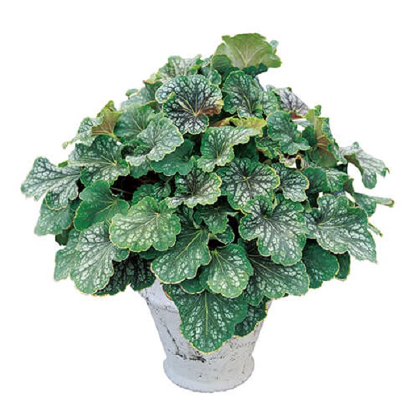 ヒューケラ・ドルチェ チョコミント