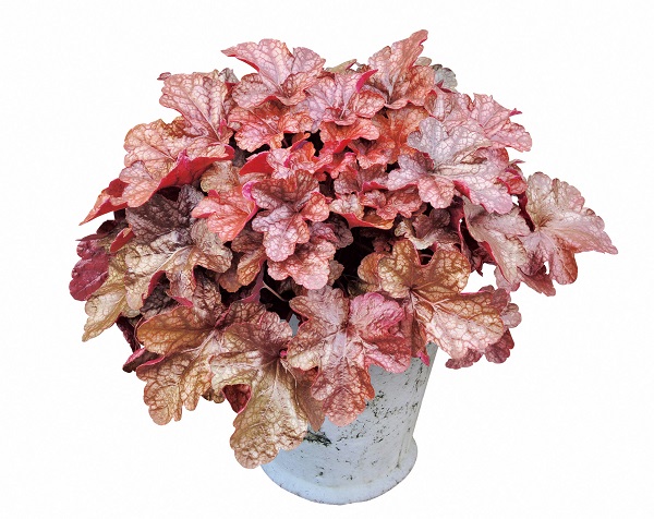 メープルファッジ