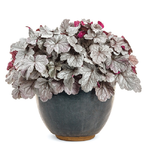 シルバーガムドロップ