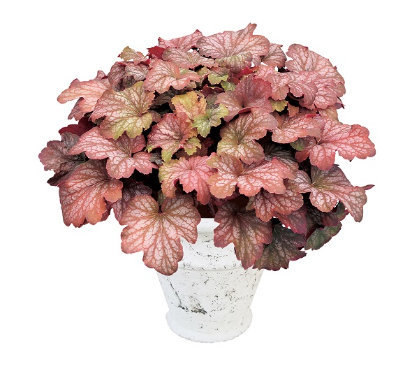 スウィートプリンセス