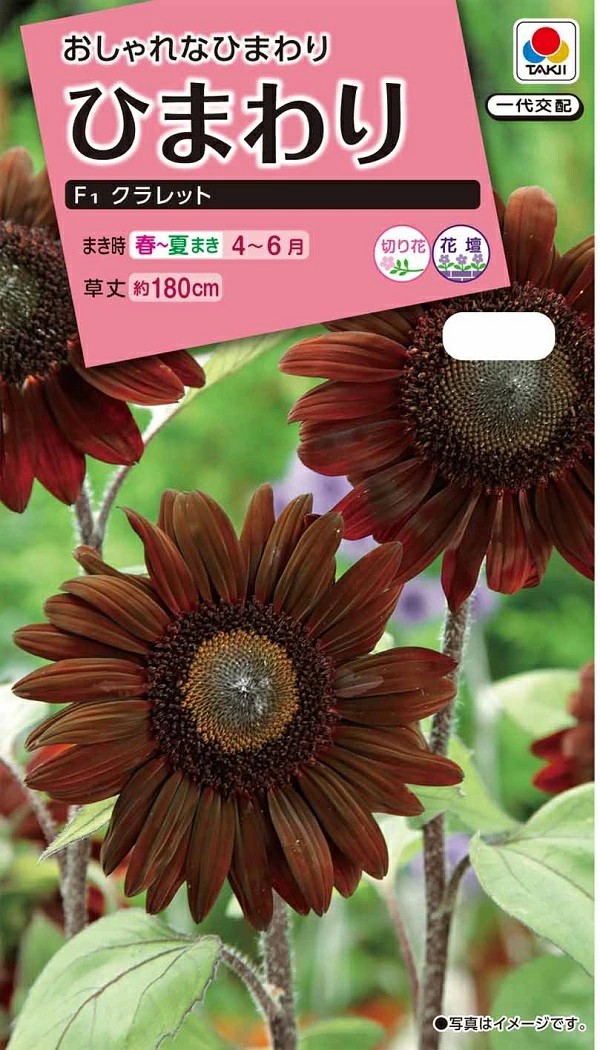 ひまわりクラレット