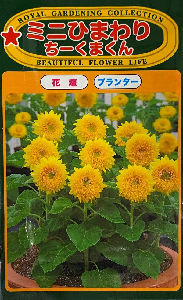 ミニひまわり ちーくまくん