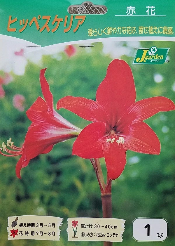 ヒッペスケリア　赤花