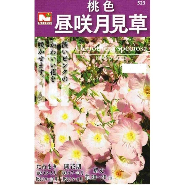 昼咲月見草