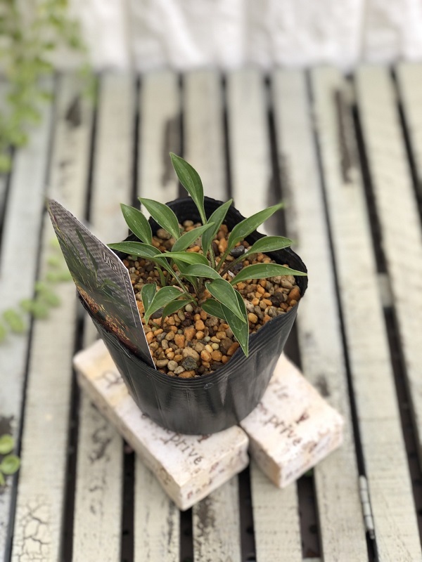 姫ウバタケギボウシ