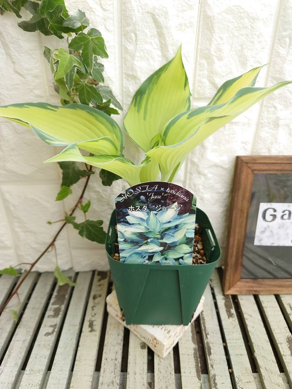 ホスタ　ジューン
