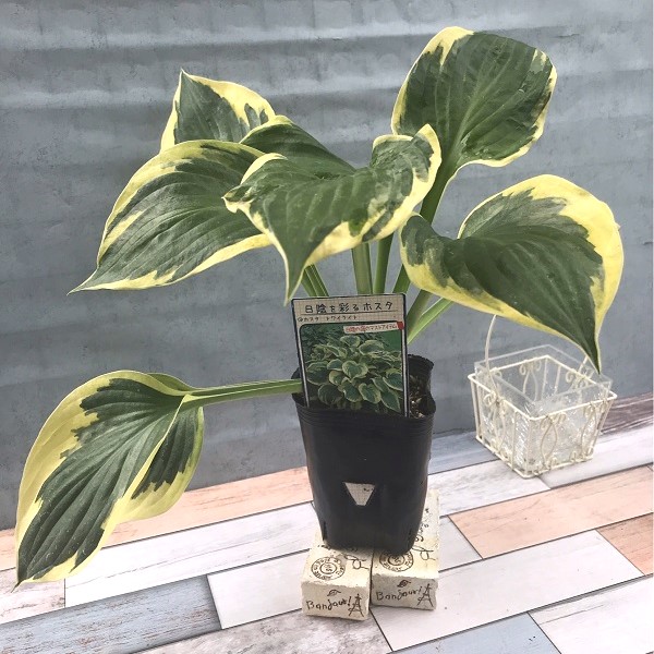 ホスタ　トワイライト