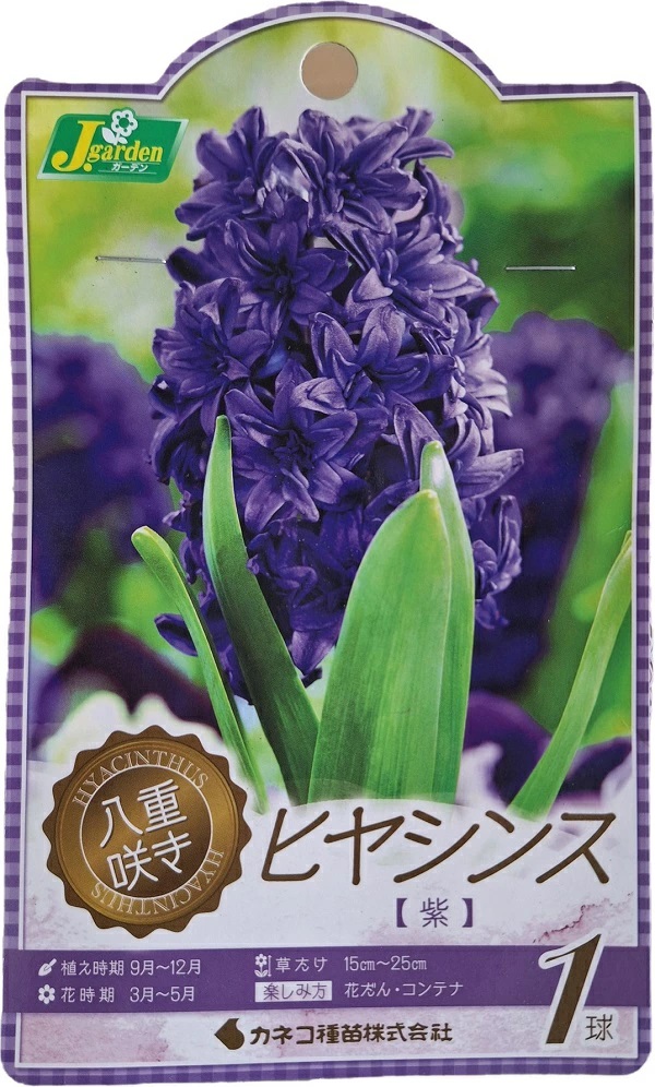 八重咲きヒヤシンス 紫