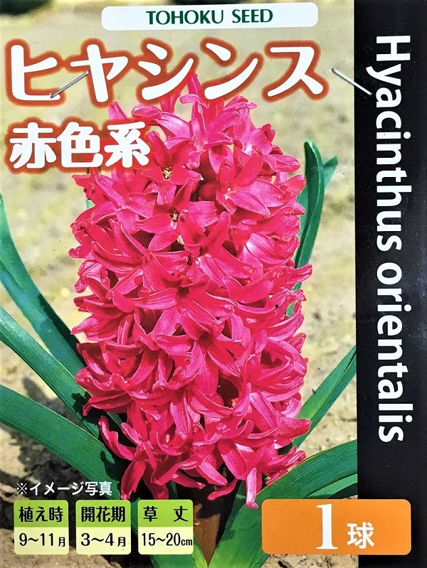 ヒヤシンス　ジャンボス