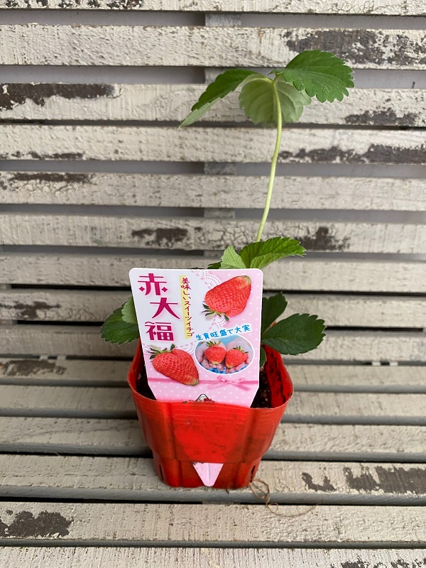 赤大福
