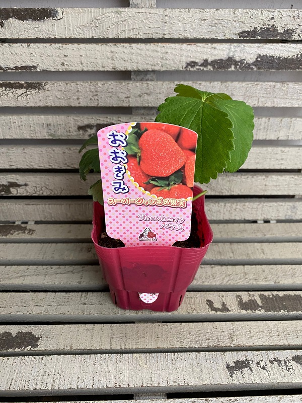 野菜苗 いちご おおきみ 9cmポット1苗 農林水産省品種登録 品種登録