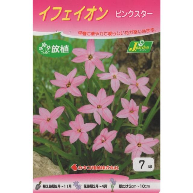 イフェイオンピンクスター