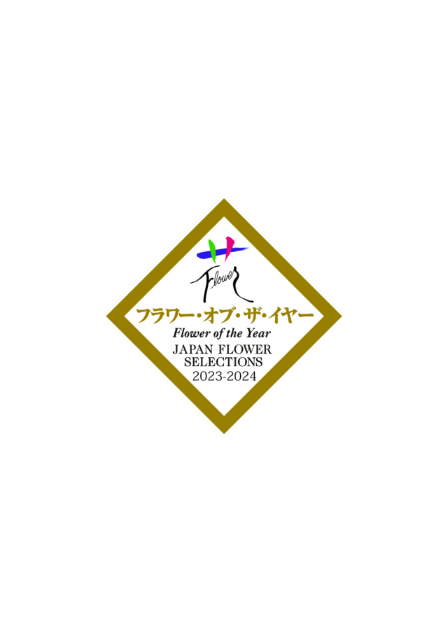 シクラメン イリュージア ピンクラテ6