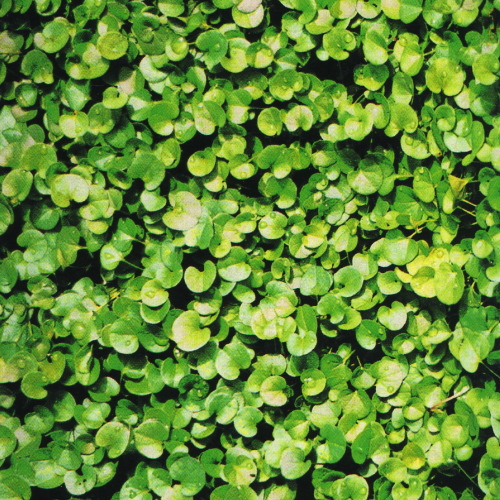 ダイカンドラ1dl