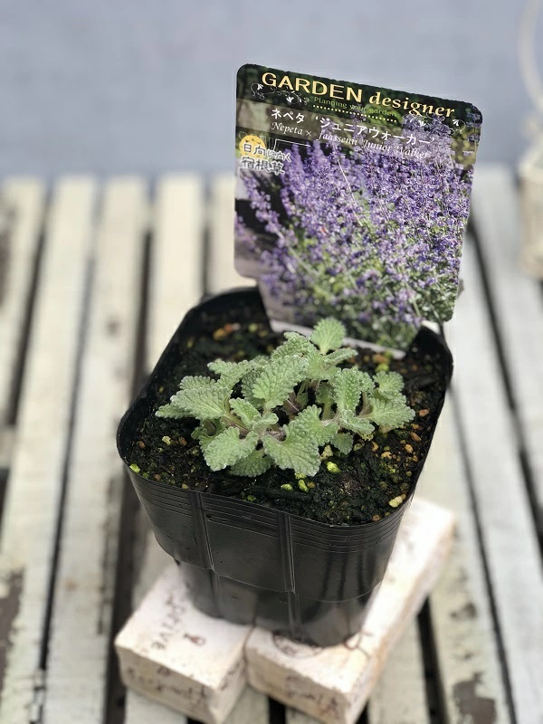 ネペタ ジュニアウォーカー