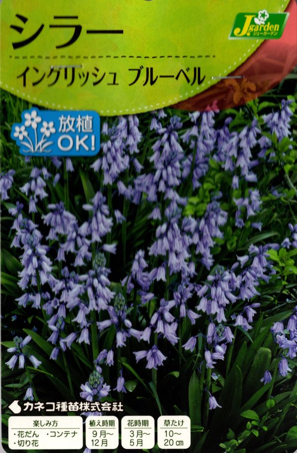 シラーイングリッシュブルー