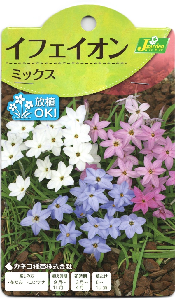 イフェイオンミックス