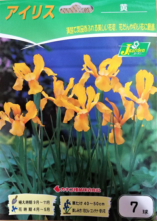 アイリス黄