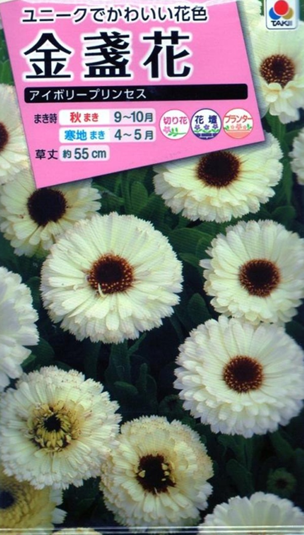 金盞花 アイボリープリンセス