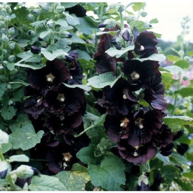 アルセア　ジェットブラック