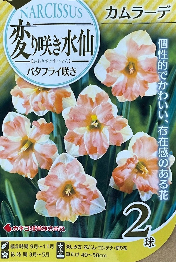 変り咲き水仙 カムラーデ