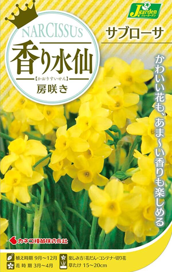 香り水仙 房咲き サブローサ