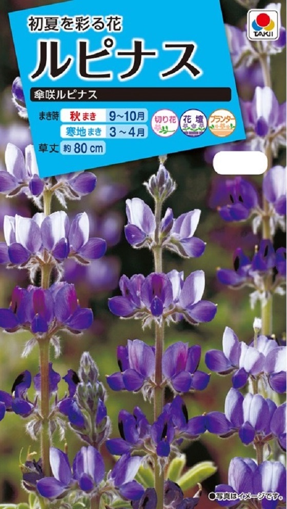ルピナス 傘咲ルピナス