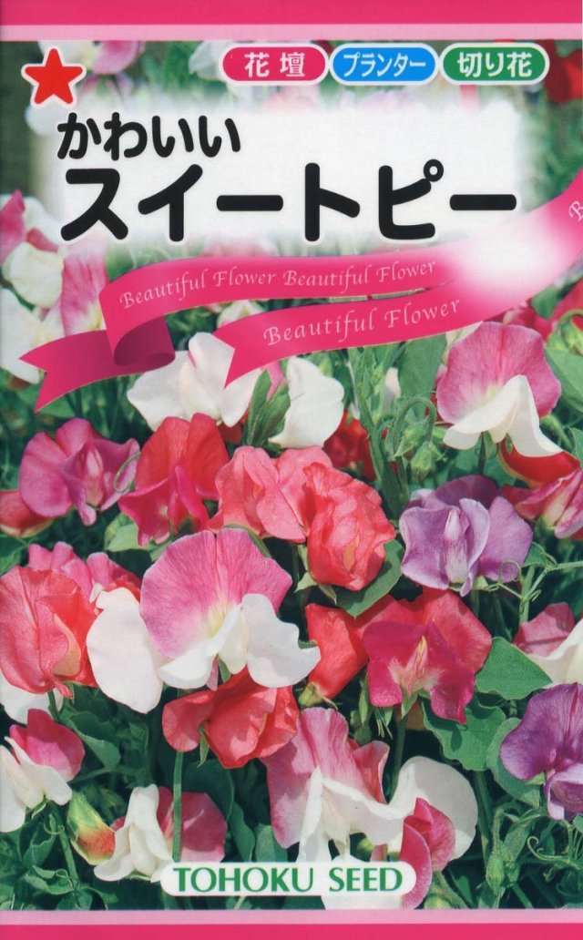 スイートピー Sweet Pea Gardener's Shop Ivy